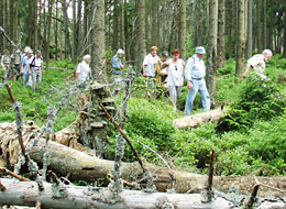 Teilnehmer einer Gruppe im Dickicht des Bannwaldes