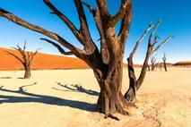 Blick auf Baum in der Wüste