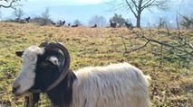 Im Vordergrund eine Ziege auf einer Weide, im Hintergrund viele Ziegen