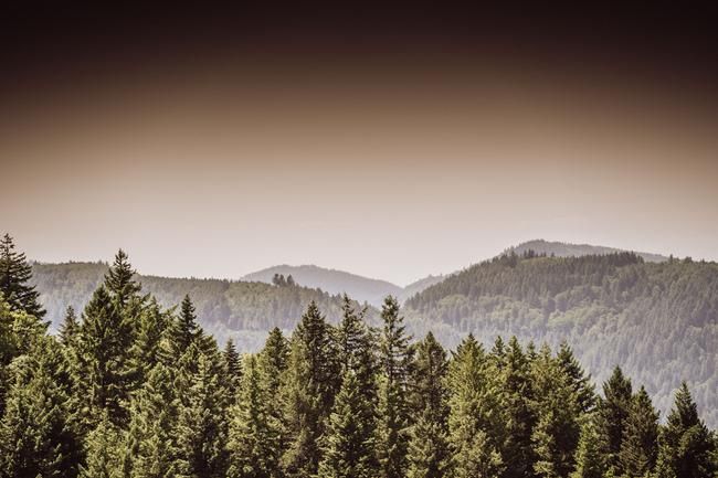 Gernsbach Wald Blick in den Wald
