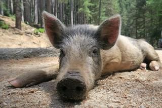 Wildschweine lieben Fallobst.
