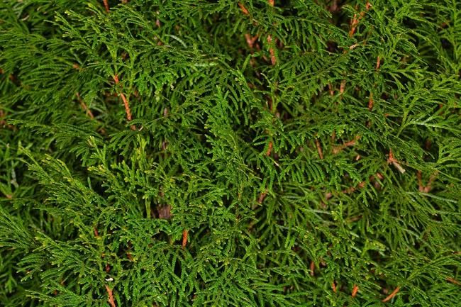 Thuja Blätter