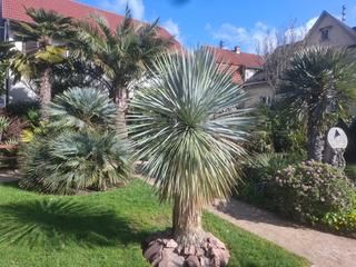 Neuanschaffung: eine seltene Yucca aus Mexiko eine große Yucca-Palme in einer Parkanlage