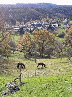 Natur, Pferde, ein Dorf, im Hintergrund Wald