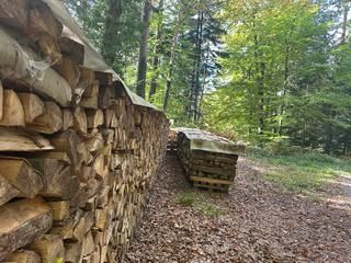 Holzstapel im Wald 