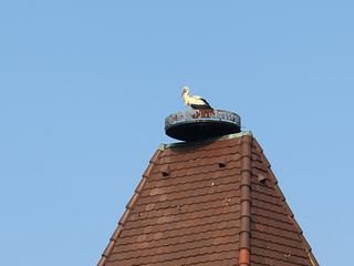 Storch im Nest auf dem Storchenturm