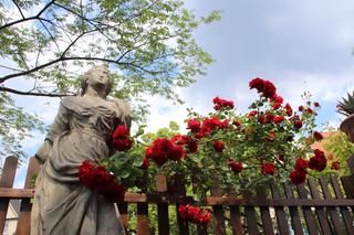 Eine weibliche Sandsteinfigur, Rosen, ein Holzzaun, ein Baum