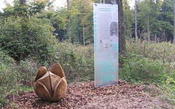 Station des Natur Erlebnis Weges Kaltenbronn, Eichel aus Holz geschnitzt und eine Infotafel