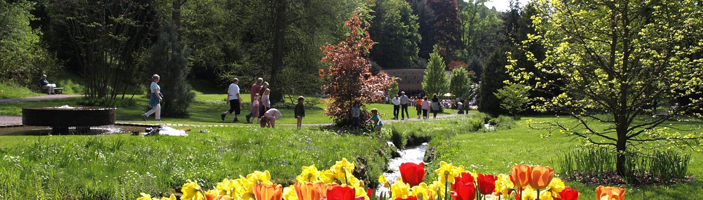 Kurpark Gernsbach blühende Tulpen und Spaziergänger im Kurpark