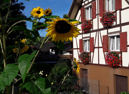 Fachwerkhaus mit Blumen, im Vordergrund Sonnenblume