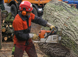 Forstarbeiter Sägt ein großes Stück von einem Baumstamm ab