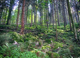 Bäume und bemooste Steine im Wald