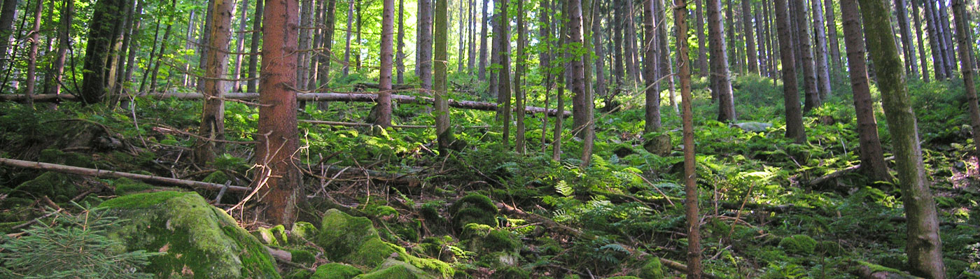 Waldstück mit bemoosten Steinen und Bäumen