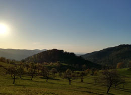 Streuobstwiesen, Waldhügel in Abendstimmung