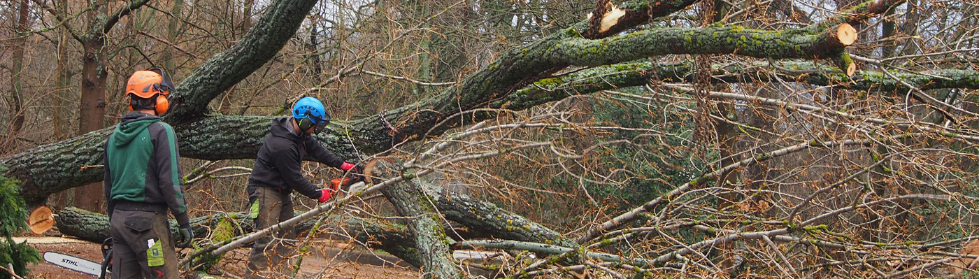 Forstarbeiten Zwei Männer sägen Äste von einem gefällten Baum