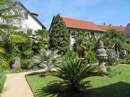 Katz'scher Garten Palmen im Katz'schen Garten