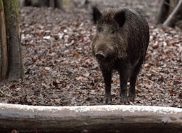 Wildschwein