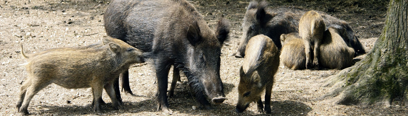 Eine Rotte Wildschweine mit Frischlingen