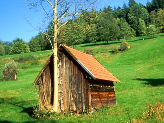 An einer Heuhütte auf der grünen Wiese wächst ein Baum, im Hintergrund auf dem Hügel stehen Bäume