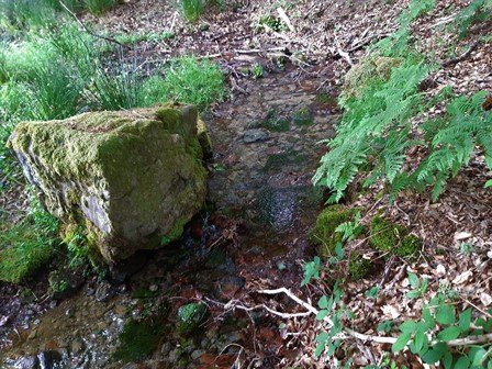 Bachlauf mit zugewachsenen Steinen im Reichenbachtal