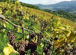 Weinreben am Staufenberger Grossenberg mit blauen Trauben.