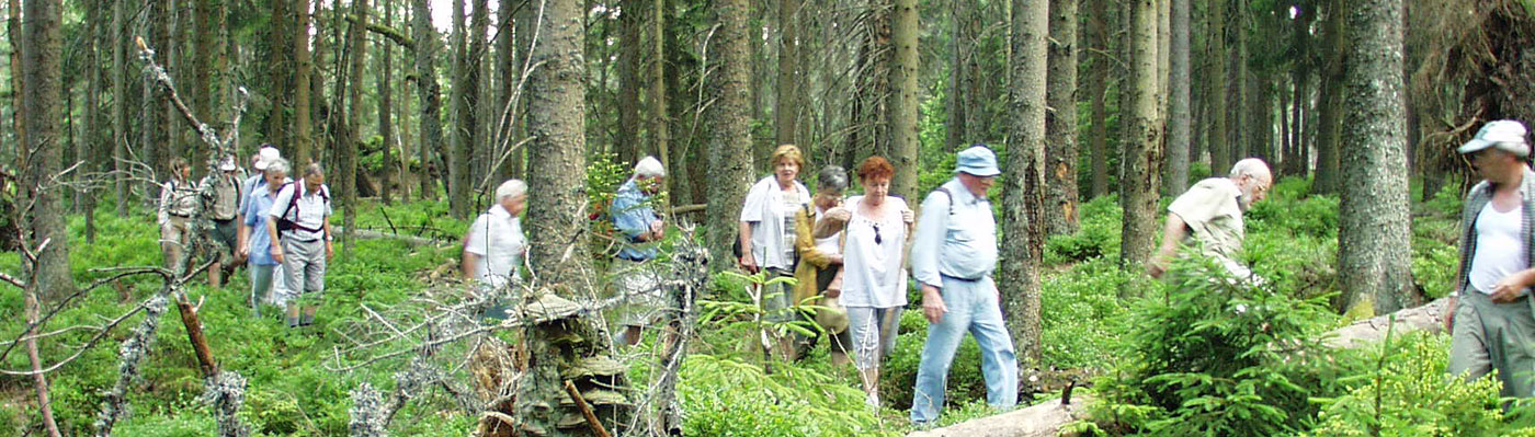 Bannwaldführung Teilnehmer einer Gruppe im Dickicht des Waldes