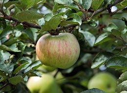 Äpfel auf einem Apfelbaum