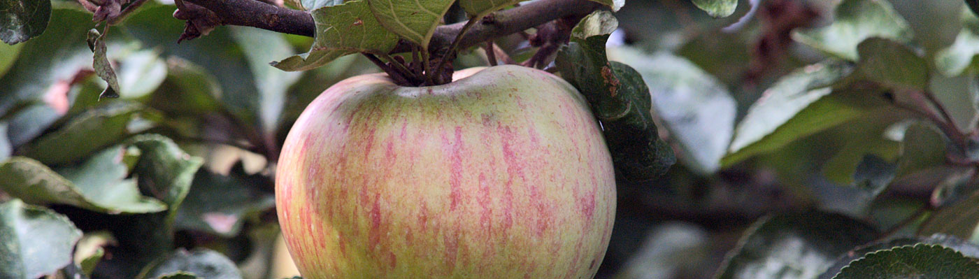Apfelbaum Nahaufnahme Apfel am Baum