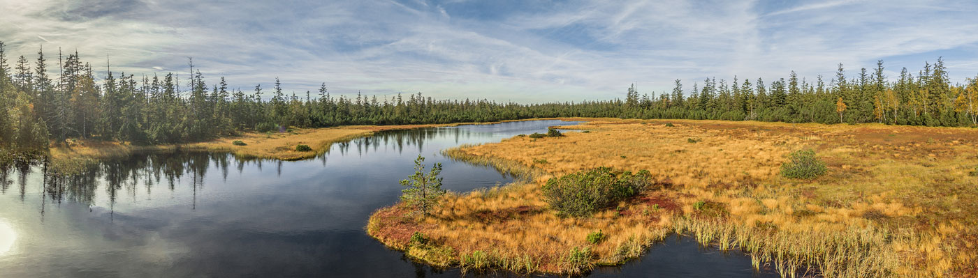 Wildsee im Hochmoorgebiet Kaltenbronn Wildsee mit Gras und Moor, im Hintergrund Bäume