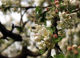 weiter zum Streuobstweg Apfelblüte