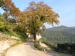 Lindenbaumreihe, im Hintergrund Schloss Eberstein