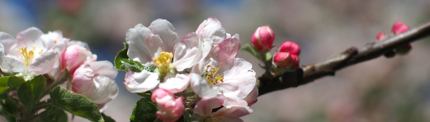 Obstblüte Makroaufnahme einer Obstblüte